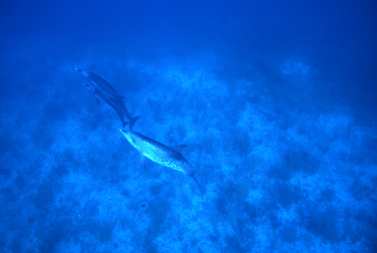DIVING;dolphins;blue water;bahamas;F739_FACTOR_053D 34;dolphin